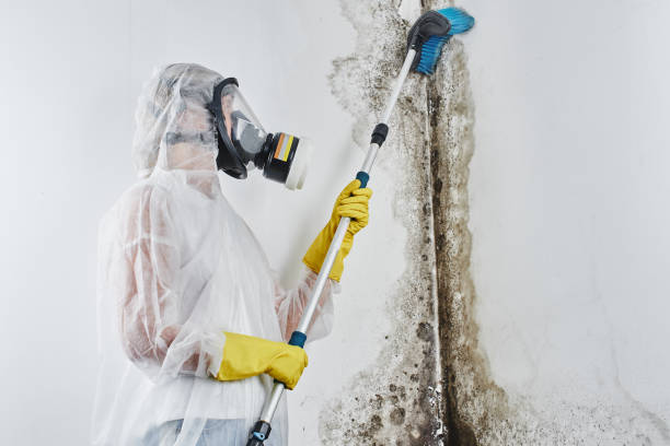 Best Crawl Space Mold Removal  in Montpelier, ID