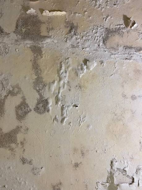 Best Mold Removal Near Me  in Montpelier, ID
