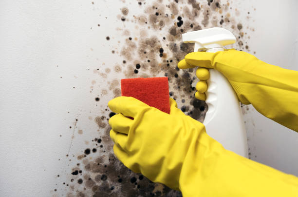 Reliable Montpelier, ID Mold Removal Solutions
