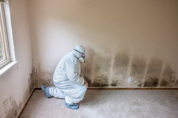 Best Office Mold Removal Services  in Montpelier, ID
