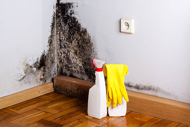 Best Emergency Mold Removal  in Montpelier, ID
