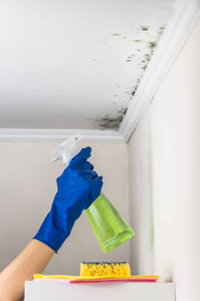 Best Attic Mold Removal  in Montpelier, ID
